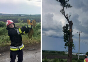 VIDEO Papagal, salvat de pe vârful unui copac, la Bălți. Pasărea participa la un spectacol de circ