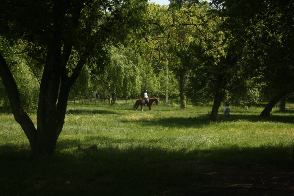 «Никому же не придет в голову делать шашлык в парке Штефана». История Лилии Ненеску и павильона в парке Calea Orheiului