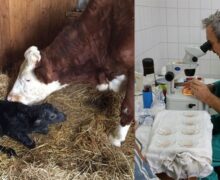 Noi rase de animale și însămânțare artificială. O nouă instituție publică va apărea în Moldova