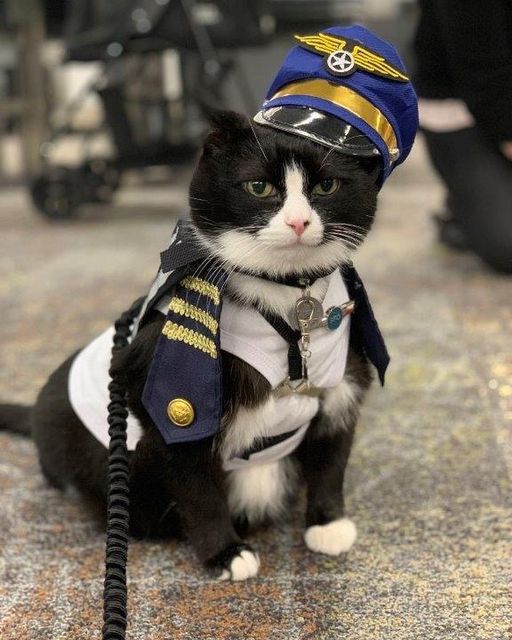 (ФОТО) Аэропорт Сан-Франциско нанял на работу кота-терапевта