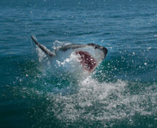 (ВИДЕО) В Египте на туристов напала акула. Один мужчина погиб