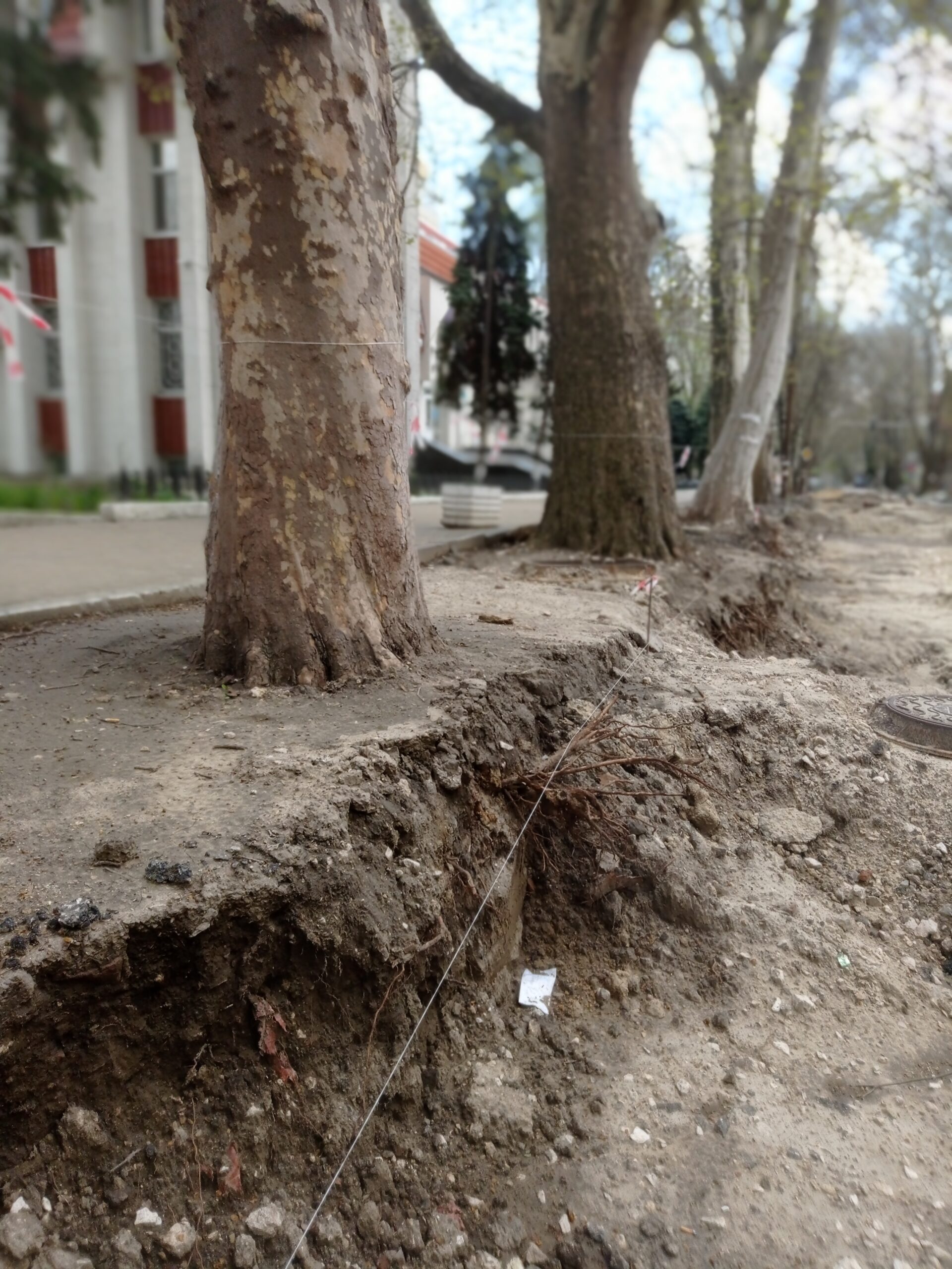 (ФОТО) В Кишиневе во время ремонта улицы 31 августа повредили деревья. Инспекторат защиты окружающей среды оценит ущерб