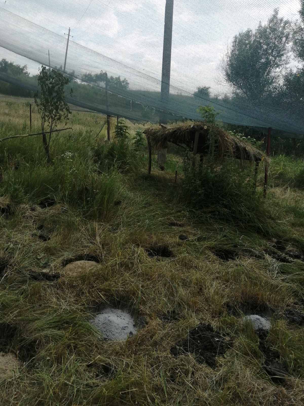 FOTO 400 de fazani au fost aduși din Ungaria în raionul Soroca. După ce se vor adapta, vor fi eliberați