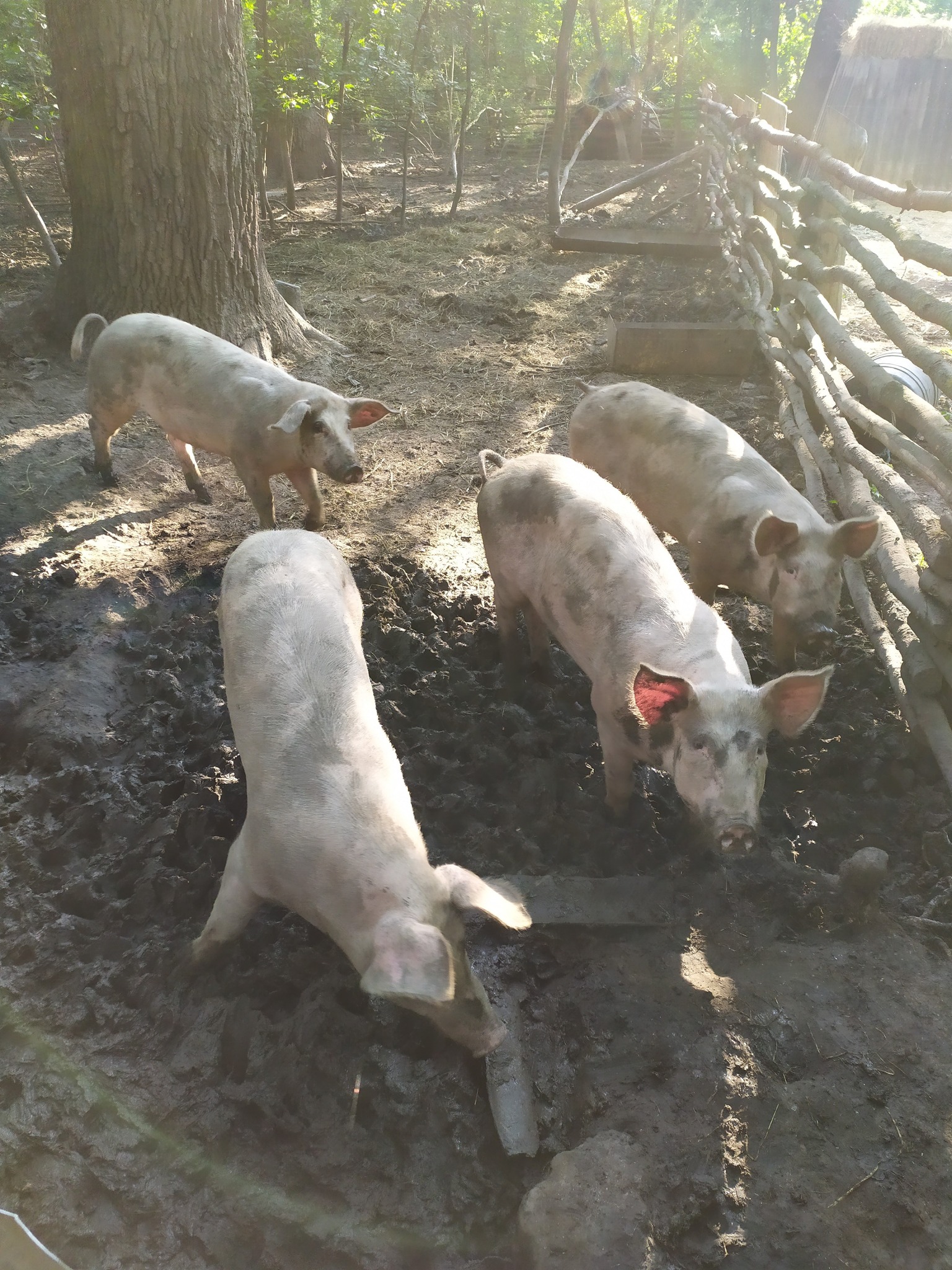 FOTO Ingeniozitate la Drochia: porci domestici, crescuți în pădure. De ce inspectorii de mediu interzic astfel de practici