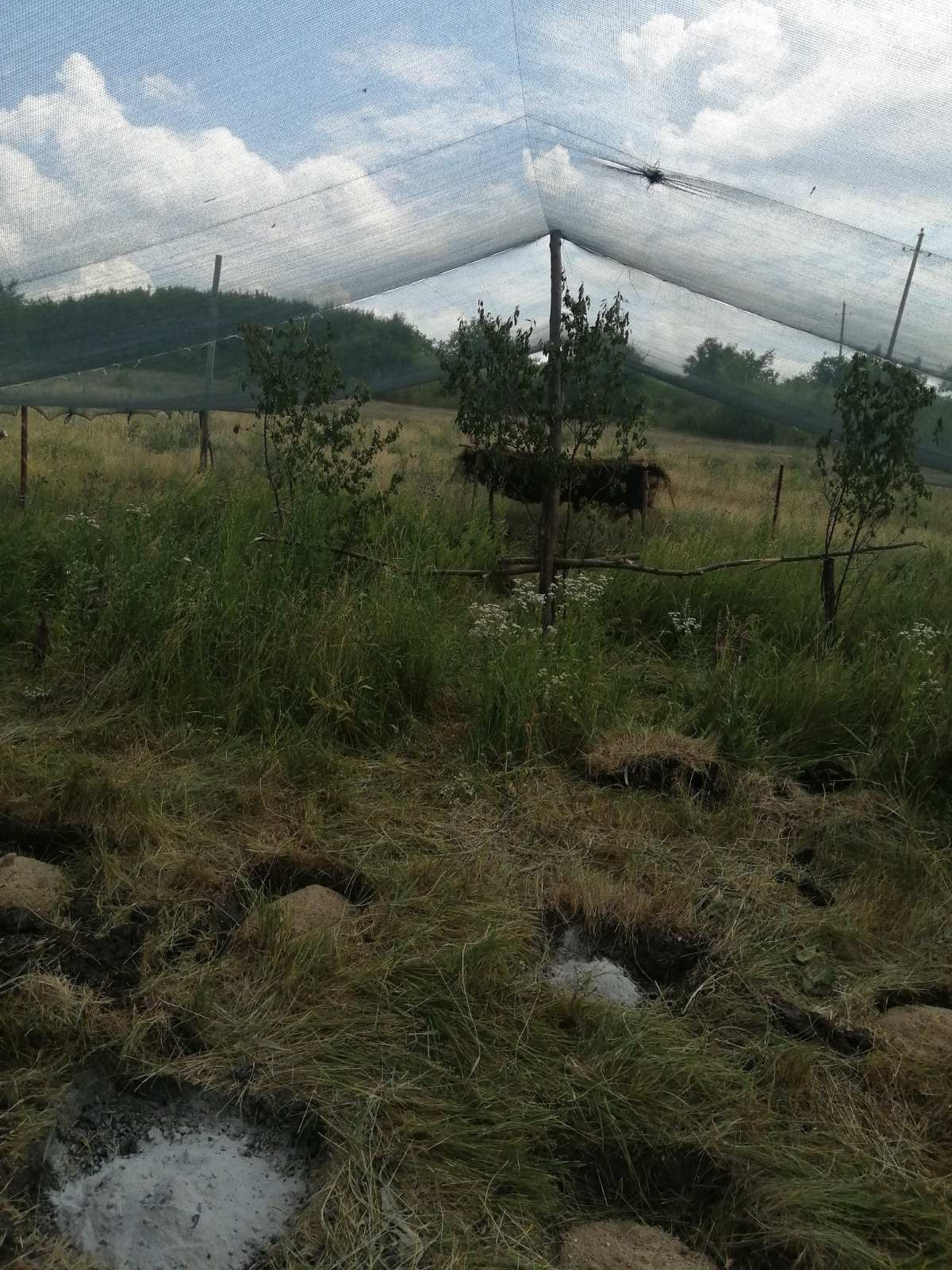 FOTO 400 de fazani au fost aduși din Ungaria în raionul Soroca. După ce se vor adapta, vor fi eliberați