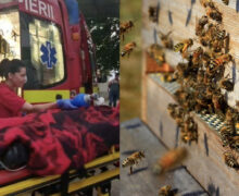 В Румынии рой пчел напал на трехлетнего ребенка. Врачи извлекли более 70 жал