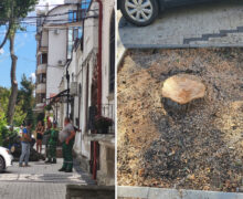 (ФОТО) В центре Кишинева рубят здоровые деревья? Что сказали в Ассоциации зеленых насаждений