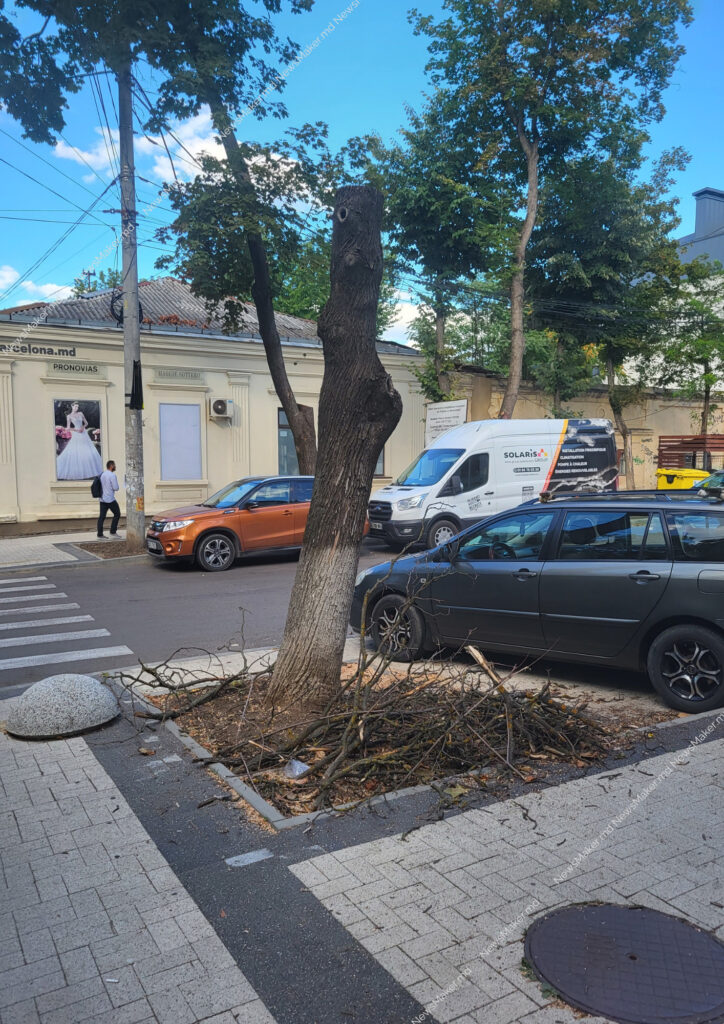 Arbori transformați în cioturi pe o stradă din centrul Chișinăului. Explicația întreprinderii „Spații Verzi”