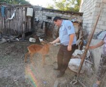 (ФОТО) Житель Оргеевского района поймал детеныша косули и держал его во дворе