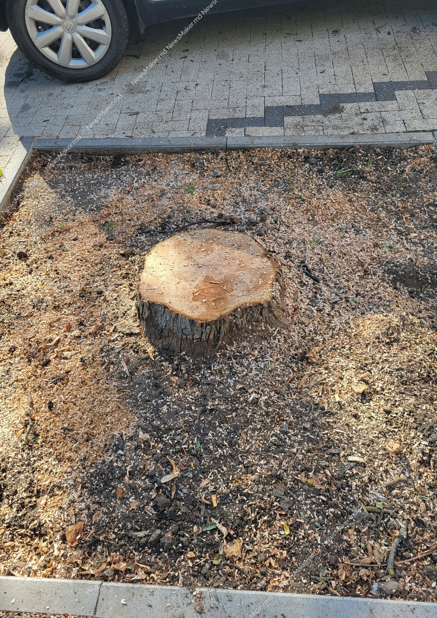 (ФОТО) В центре Кишинева рубят здоровые деревья? Что сказали в Ассоциации зеленых насаждений