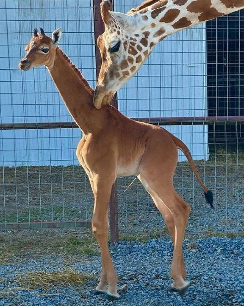 (ФОТО) В зоопарке США родился единственный в мире жираф без пятен