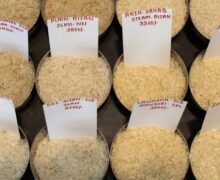 ООН предупредила о рекордном росте мировых цен на рис: Ситуация может ухудшиться