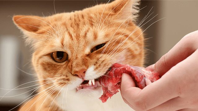 Веганская диета для котов, на что похож предсмертный опыт и когда земля станет непригодной для жизни. Наука NM по воскресеньям