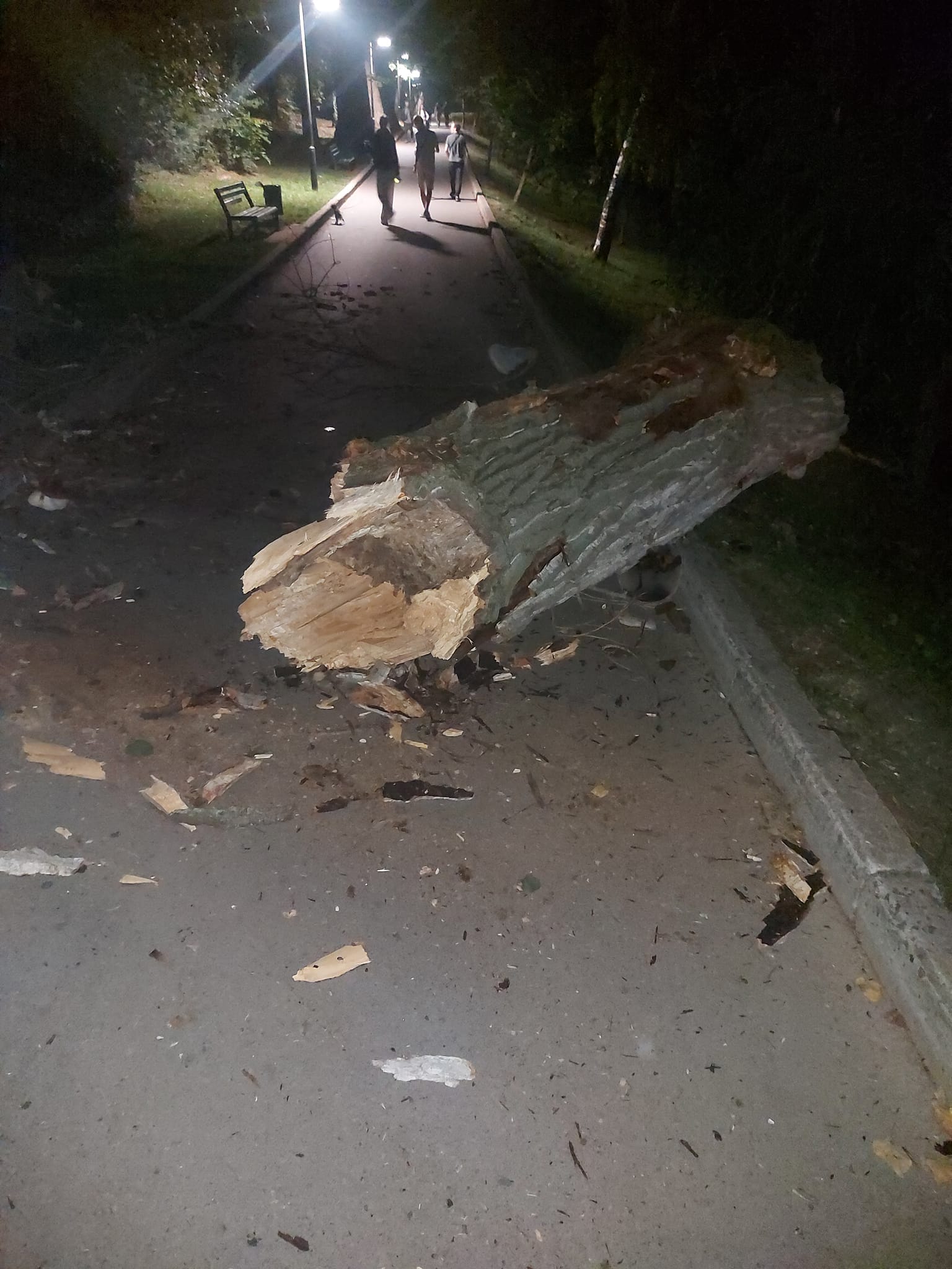 FOTO Un copac uscat a căzut în parcul Valea Trandafirilor din Chișinău. Activist: „Veneau oameni din ambele părți”