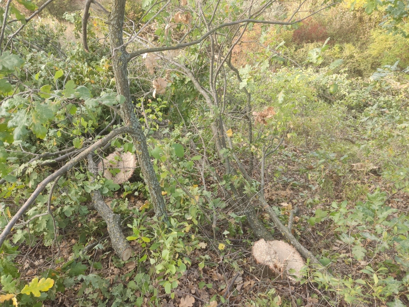 FOTO Stejari și ulmi, tăiați ilegal la Căușeni. Inspectorii de mediu: „Acțiunea a pus în pericol ecosistemul local”