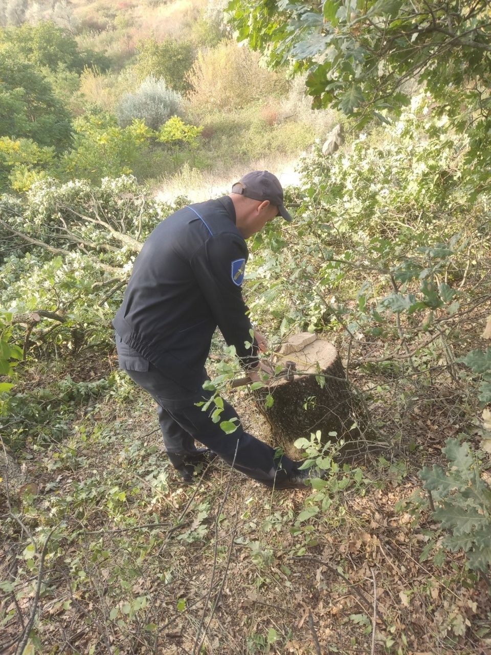 FOTO Stejari și ulmi, tăiați ilegal la Căușeni. Inspectorii de mediu: „Acțiunea a pus în pericol ecosistemul local”