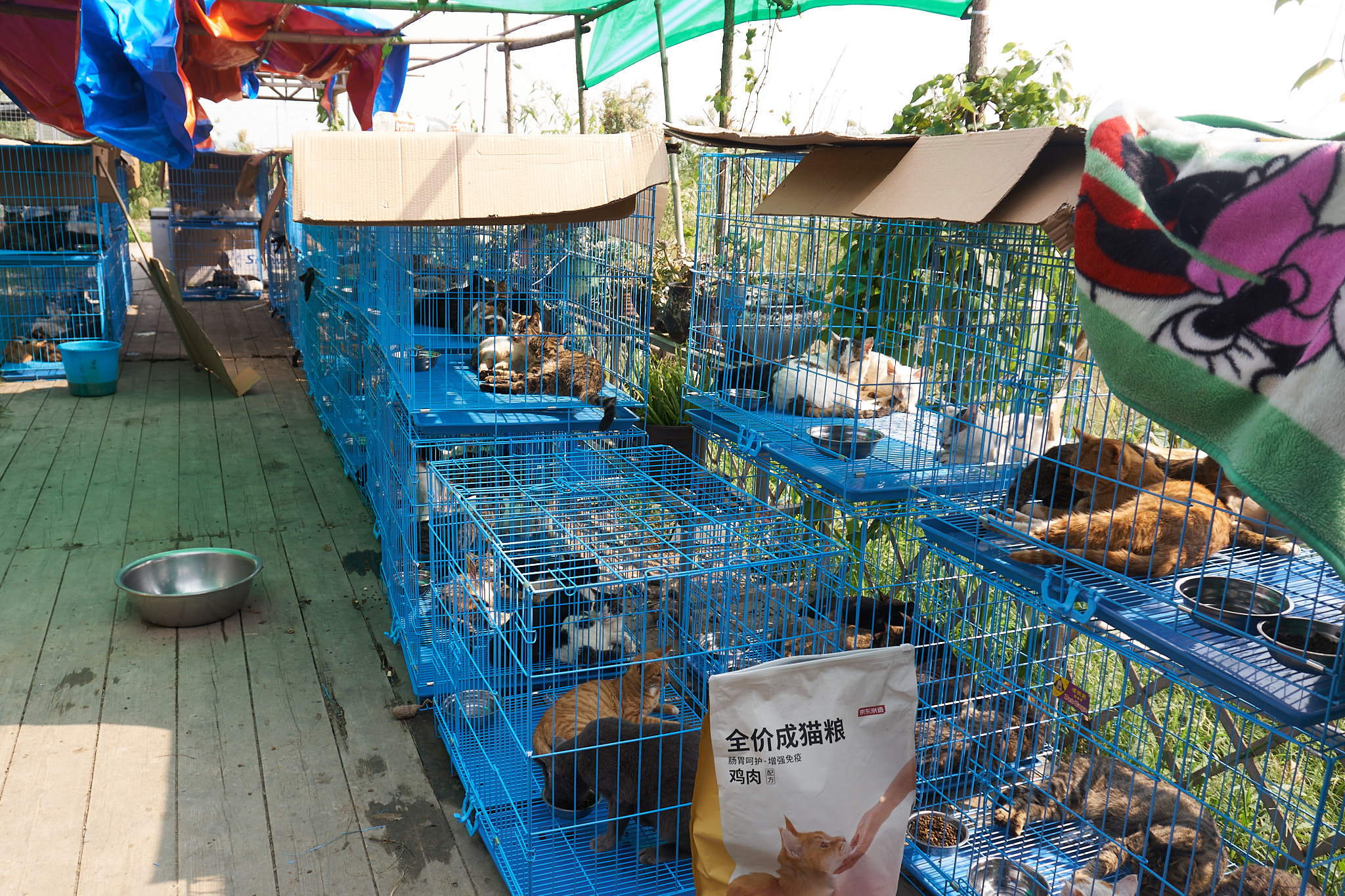 В Китае спасли тысячу кошек, мясо которых хотели продать под видом свинины и баранины