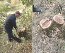 (ФОТО) «Местная экосистема под угрозой». Неизвестные спилили 31 дерево в Каушанах