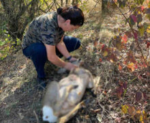 Во Флорештском районе браконьеры застрелили косулю. Что им за это грозит?