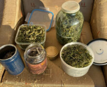 (ВИДЕО) В Молдове у бывшего тюремного психиатра нашли дома килограмм марихуаны