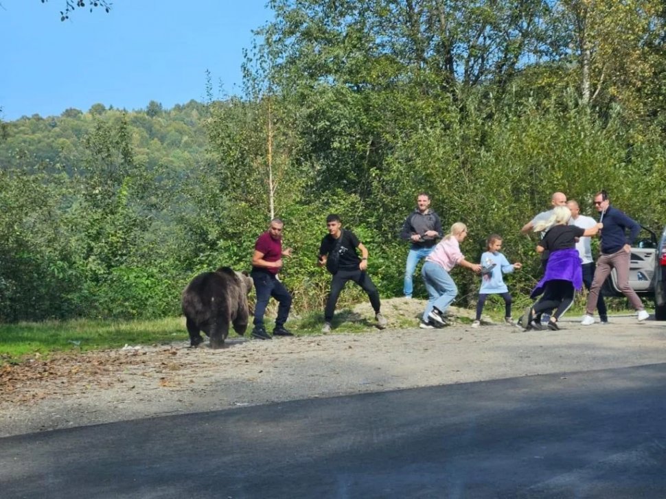 FOTO O „ședință foto” cu ursul era să se termine tragic pe Transfăgărășan pentru un grup de turiști. Oamenii au fost la un pas de a fi atacați