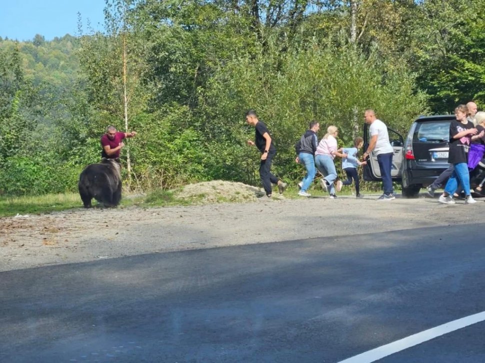 FOTO O „ședință foto” cu ursul era să se termine tragic pe Transfăgărășan pentru un grup de turiști. Oamenii au fost la un pas de a fi atacați