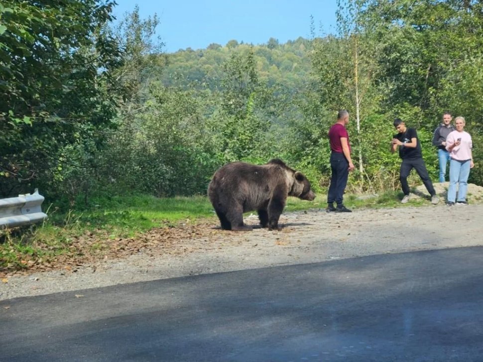 FOTO O „ședință foto” cu ursul era să se termine tragic pe Transfăgărășan pentru un grup de turiști. Oamenii au fost la un pas de a fi atacați