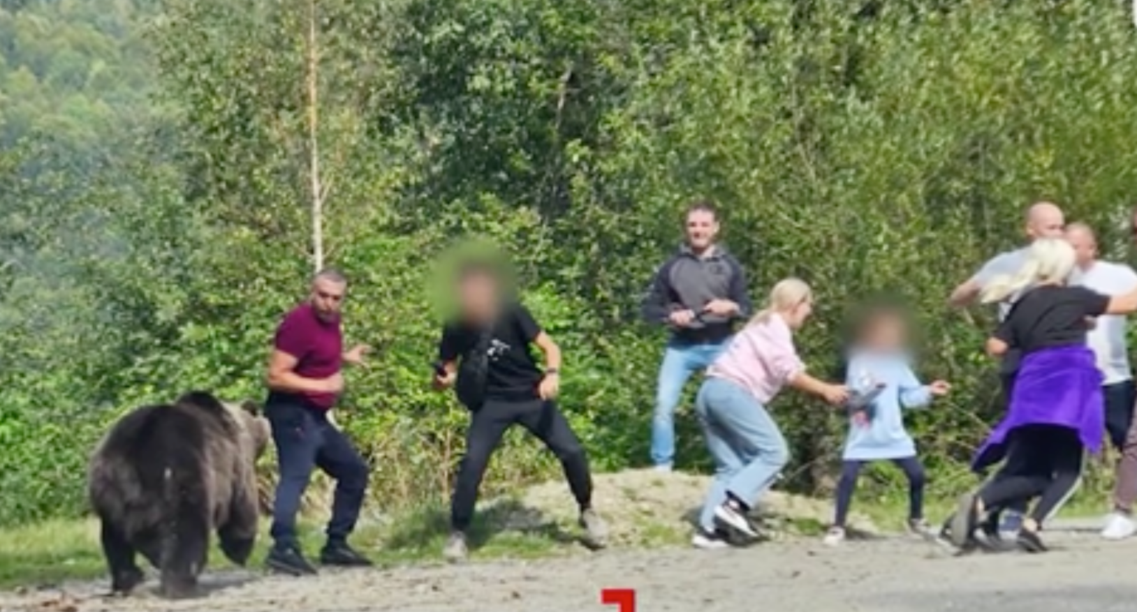 (ФОТО) В Румынии группа туристов пыталась покормить медведя. Он едва не напал на них