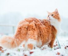 Снег и сильный ветер. В южных и центральных районах Молдовы объявили «оранжевый» код опасности