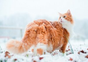 В некоторых районах ожидается снег. Синоптики рассказали, какой будет погода в Молдове в первую неделю 2025 года