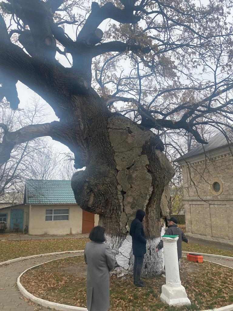 FOTO Cel mai longeviv arbore din Moldova, în pericol. Ministerul Mediului: există riscul de prăbușire sub influența ploilor și vântului