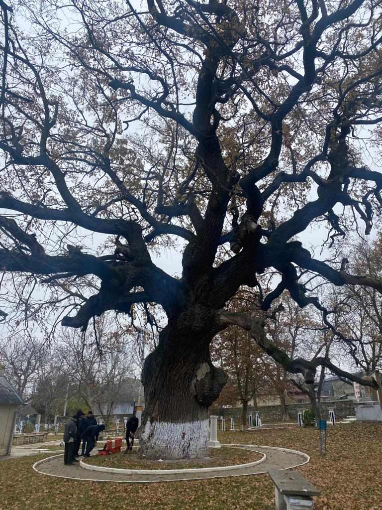 FOTO Cel mai longeviv arbore din Moldova, în pericol. Ministerul Mediului: există riscul de prăbușire sub influența ploilor și vântului