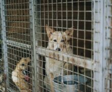 В Южной Корее примут закон, запрещающий есть собачье мясо