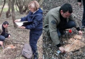 Угроза окружающей среде. В Молдове неизвестные незаконно вырубили 257 деревьев