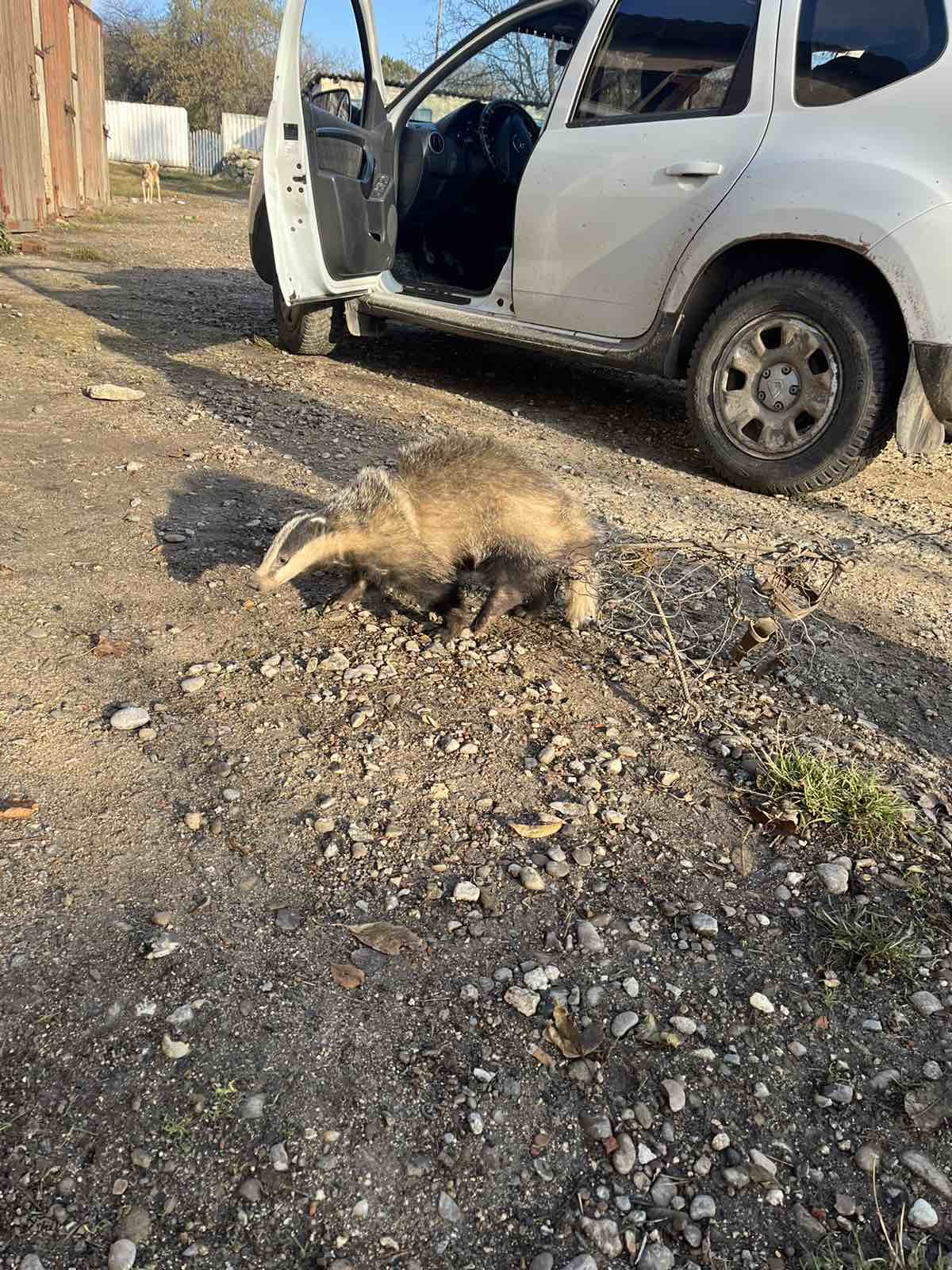 (ВИДЕО) В Сынжерейском районе спасли барсука. Браконьера разыскивает полиция