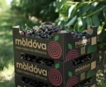 Экспорт черешни из Молдовы в ЕС за два года вырос в 34 раза. Сколько молдавских яблок и слив поставляют в европейские страны