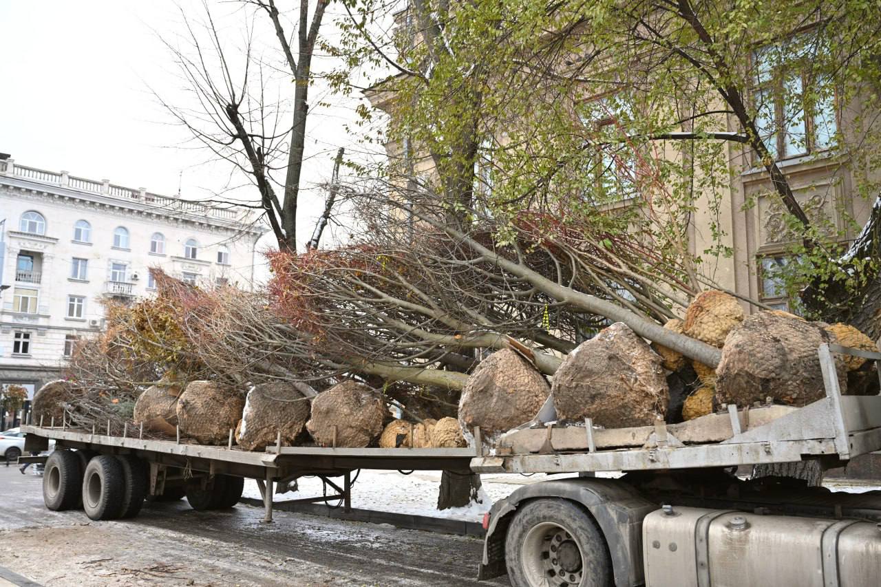 Copacii tăiați din scuarul Mihai Eminescu sunt înlocuiți cu tei. Ceban: „Pentru a pune în valoare zona și patrimoniul său arhitectural”