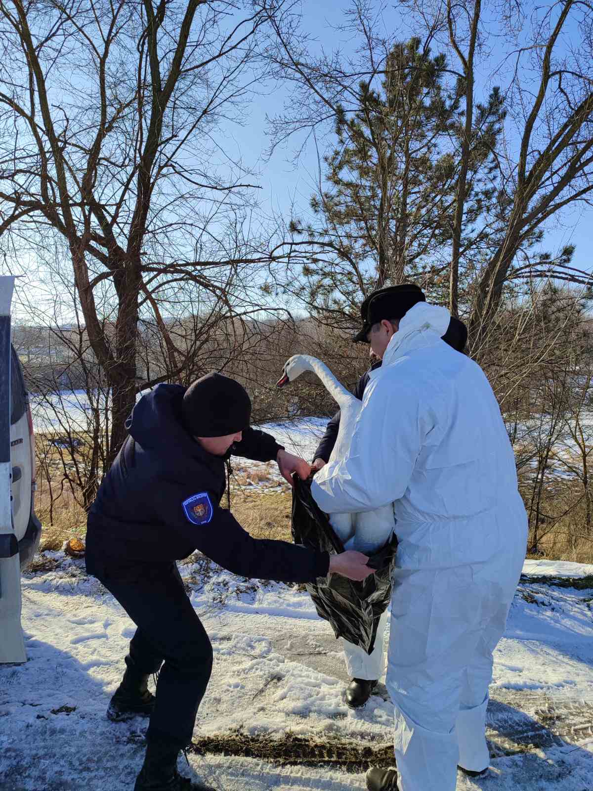 FOTO Lebădă, salvată de la îngheț: A fost găsită de doi pescari