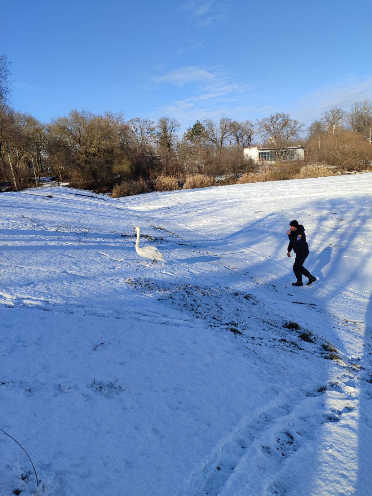 FOTO Lebădă, salvată de la îngheț: A fost găsită de doi pescari