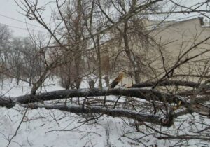 (ФОТО) Во дворе на Ботанике рухнуло дерево. Ребенку сломало руку, еще двое «отделались испугом»