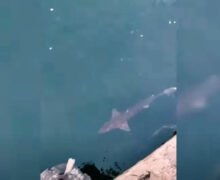 (ВИДЕО) У побережья Черного моря возле Констанцы заметили акулу. Что говорят биологи