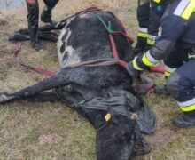 (ВИДЕО) В Молдове спасатели вытащили из реки корову весом 500 кг