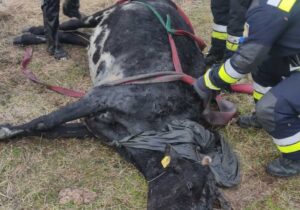 (ВИДЕО) В Молдове спасатели вытащили из реки корову весом 500 кг