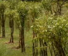 (ВИДЕО) В районе Штефан-Водэ появится лес плетеных деревьев. Представитель диаспоры рассказал о цели проекта
