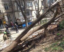 (ФОТО) В Кишиневе из-за сильного ветра упали несколько деревьев. Два из них повредили автомобили