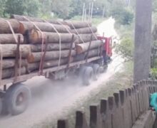 (ВИДЕО) В Молдове предотвратили попытку незаконного экспорта древесины. Подозреваемым грозит до 10 лет тюрьмы