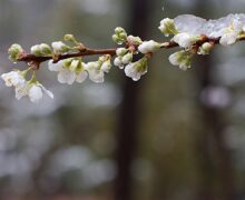 Cod galben de înghețuri, în toată Moldova. Ce temperaturi prognozează meteorologii