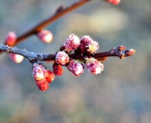 Temperaturi de -3°C: Meteorologii prognozează vreme instabilă, cu pericol de îngheț, în acest weekend