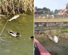 (ФОТО) В двух озерах в Кишиневе заметили мертвую рыбу. Что говорят муниципальные службы