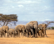 Президент Ботсваны пригрозил отправить в Германию 20 тыс. слонов: Это не шутка